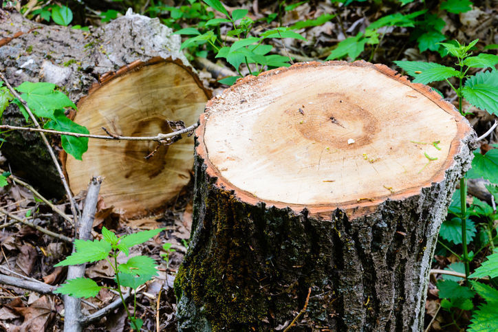 Former Woodmohr town board member charged in tree-cutting scam